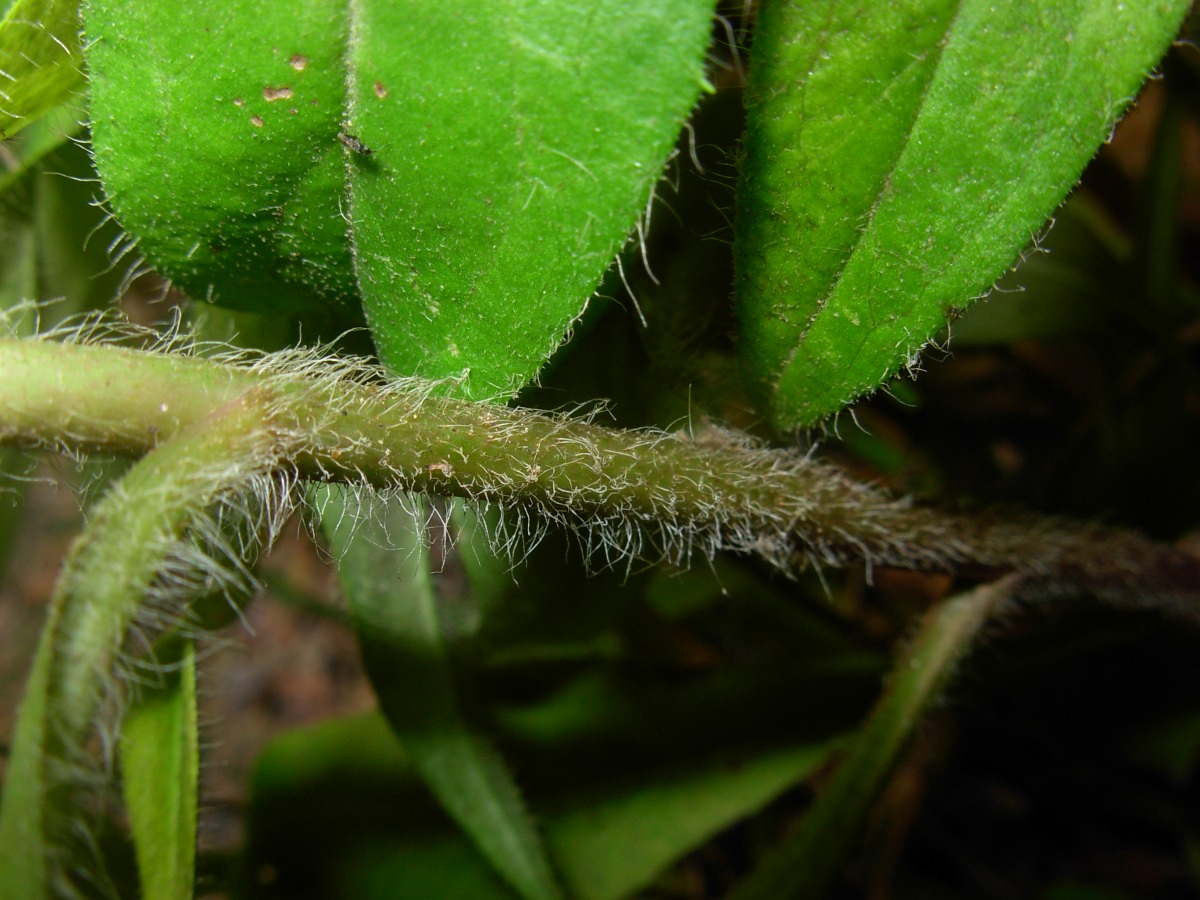 Hieracium neoplatyphyllum Gottschl.